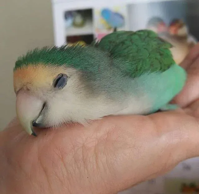 birb sleeping