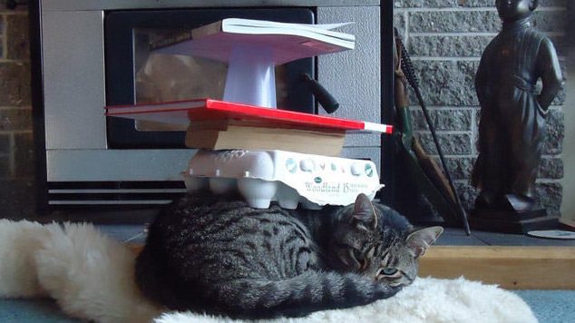 Cat with stacked items on it